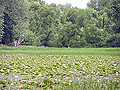 Larger view