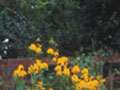 Landscaping with Native Plants of Minnesota
