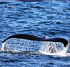 A humpback whale's fluke appears from the ... 