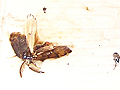 Larger view