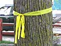 Yellow ribbons