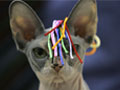Sphynx cat