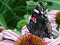 Purple coneflower