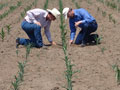 corn