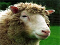 Dolly, the sheep