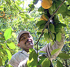 A migrant worker picks oranges at a grove in ... 