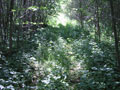 Logging trail
