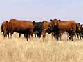Cows graze in dead pasture