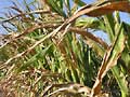 Corn under stress