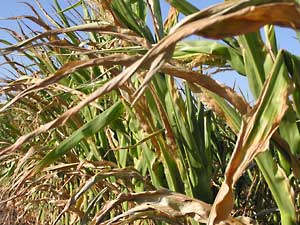 Dried Crops