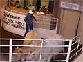 A pair of cows on the auction block