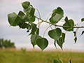 Tree branch