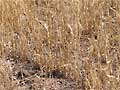 Wheat field