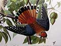 Audubon's Folio of American Birds