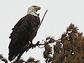 Eagle on Seagull Lake