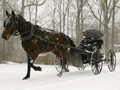 A horse-drawn carriage
