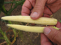 Stunted corn