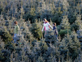 Tree farm in Bluemont, Virginia
