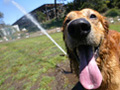 Hot dog cools off