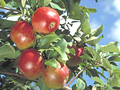 Honeycrisp apple