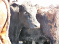 Livestock at Farmfest