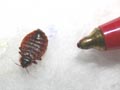 Bedbug closeup