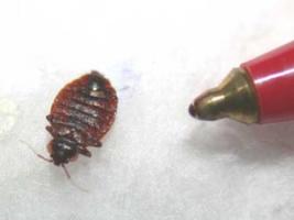 Larger view