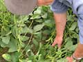 Soybean plant