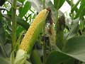 Healthy ear of corn