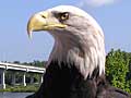 At the Eagle Center