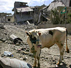 A cow amid destruction southern Lebanese ... 