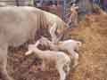 Lambs at fair