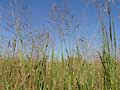 Prairie grasses