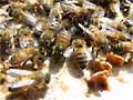 Honeybees