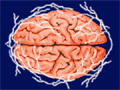 Bias on the brain