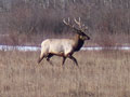Minnesota Elk herd