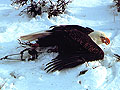 Trapped eagle