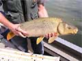 The common carp