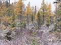 Tamarack