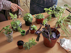 Plant swapping 