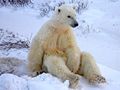 Waiting for the freeze