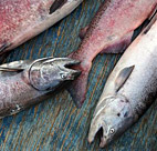 Freshly caught King and Chum salmon 