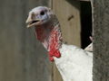 Psst! Got a turkey question?