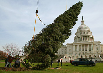 Workers raise the Capitol Christmas tree into ... 