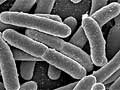 E. coli bacteria
