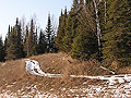 ATV tracks and knapweed