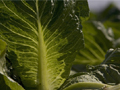 Is the lettuce safe to eat?