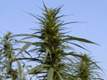 Industrial Hemp