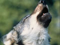Howling wolf
