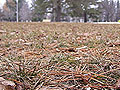 Brown ground